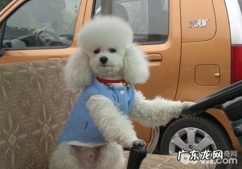 泰迪犬的性情如何