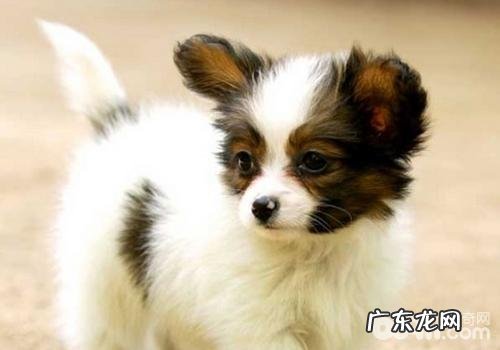 如何饲养蝴蝶犬