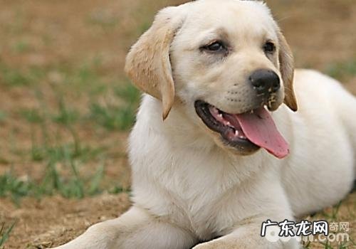 拉布拉多犬的价钱