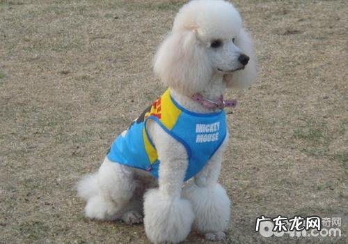 泰迪犬的智力如何