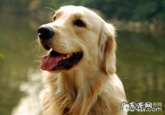 遛猫遛狗时不必给小狗喂养