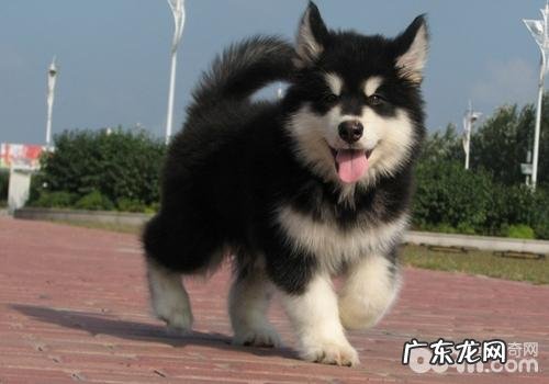 吃狗粮狗吃奶的标准