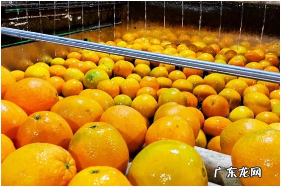拼多多开启“双12柑橘橙狂欢季”