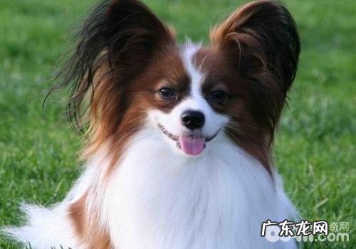 蝴蝶犬美容护肤的规范