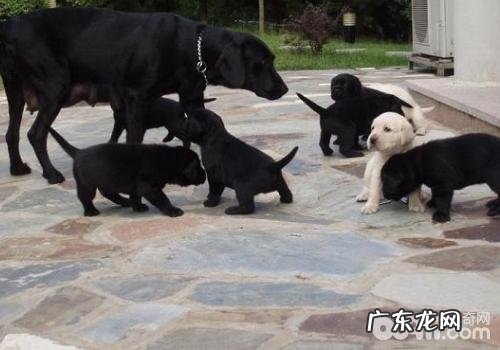 金毛吃啥比较好