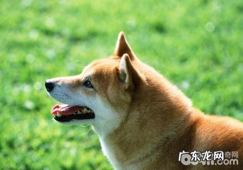 柴犬合适看门吗