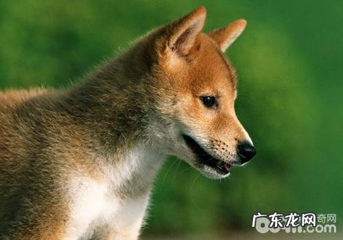 一条好柴犬的规范是啥