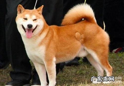 小狗生长发育期内要注意什么