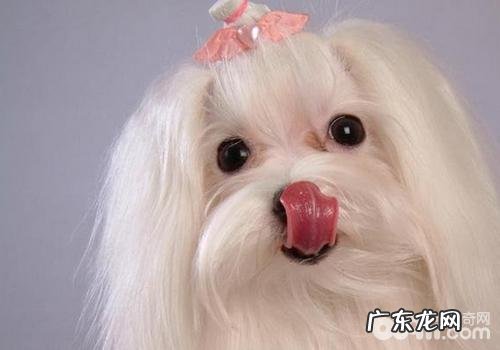 为什么小狗的被毛有那么多种多样色调