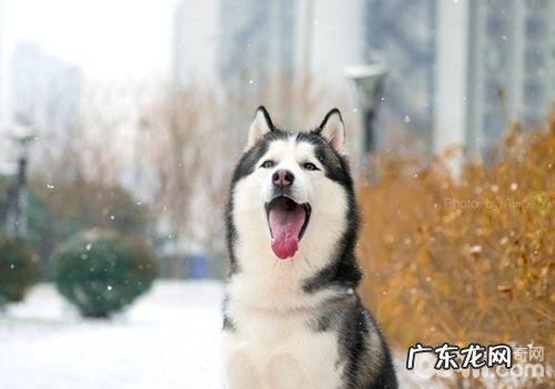 小狗不一样鸣叫声的含意