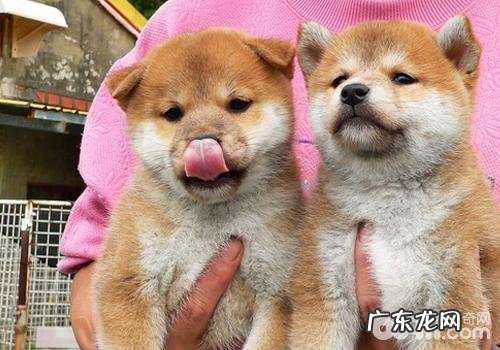 对柴犬一些症状的照护