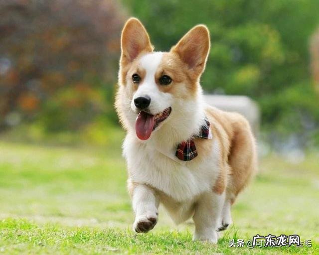 喂食柯基犬要注意什么？不能喂食什么？