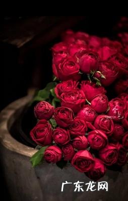 19朵玫瑰代表什么意思粉色 19朵玫瑰代表什么