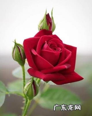 19朵玫瑰代表什么意思粉色 19朵玫瑰代表什么