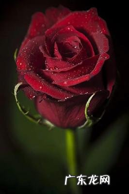 19朵玫瑰代表什么意思粉色 19朵玫瑰代表什么