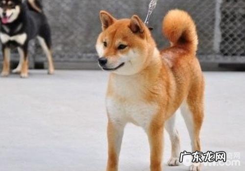 怎样培育出一条身心健康的柴犬