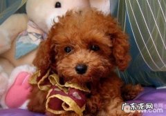 养宠物针对家俱的挑选