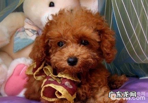 养宠物针对家俱的挑选