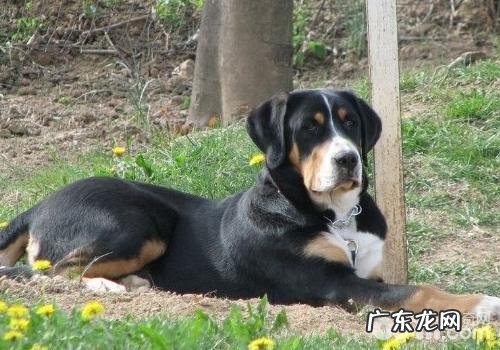 恰当地为小狗喂养生鸡蛋