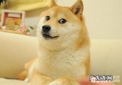 神烦狗柴犬doge是怎样红起來的