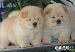 不宜小孩喂养的狗