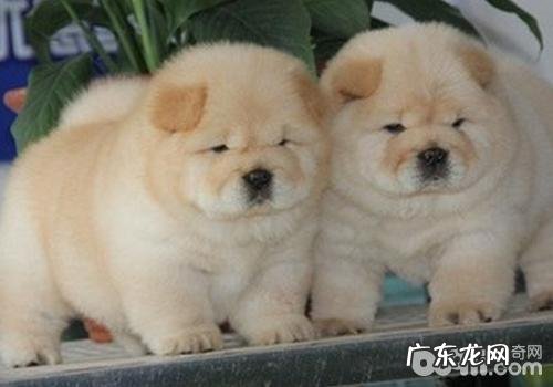 不宜小孩喂养的狗