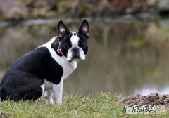 小狗必不可少的三大维他命