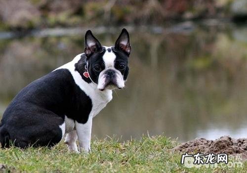 小狗必不可少的三大维他命