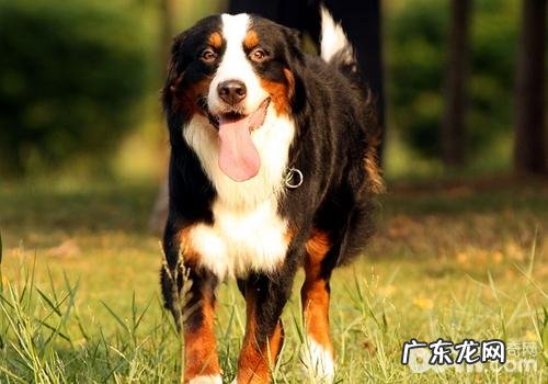 小狗营养元素过旺的危害