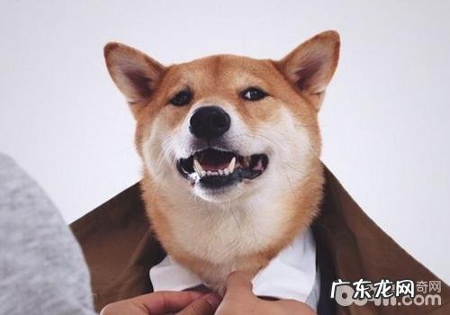 4岁柴犬月入九万,击杀众吊丝!