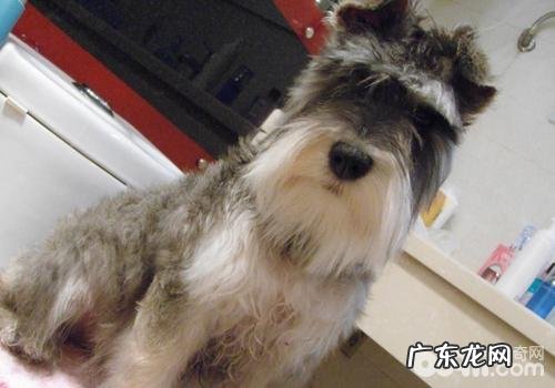 小狗修毛后的心态转变