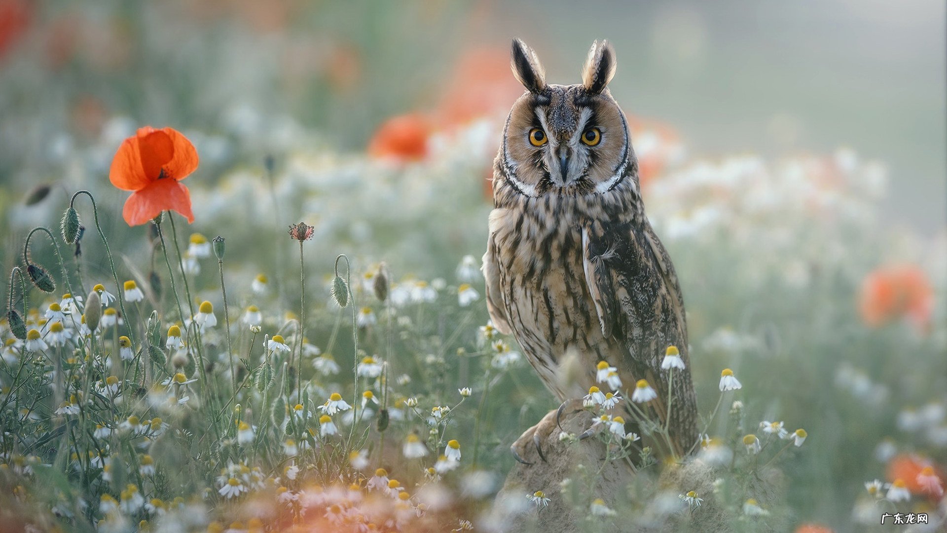 坐月子女性weiyi可以改体质的机会。抓住黄金期让你至少年轻十岁？