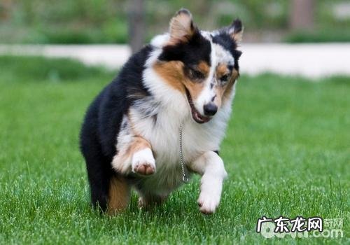 喂养小狗的好多个关键点