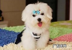 小狗月子饮食及健身运动