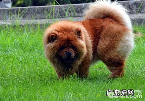 不必总给松狮狗吃荤的缘故