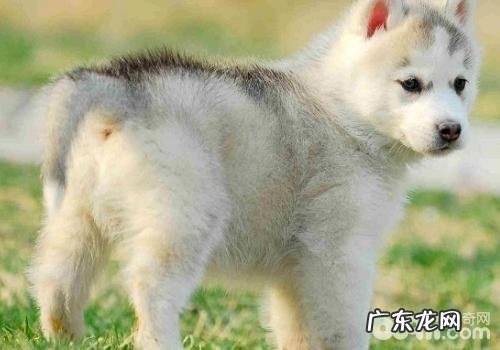 狗狗眼屎难题不可忽视