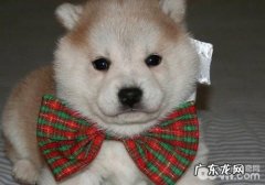 按时节给小狗选择食材