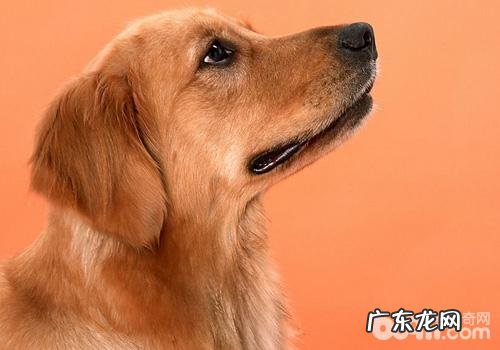 金毛是不是易养