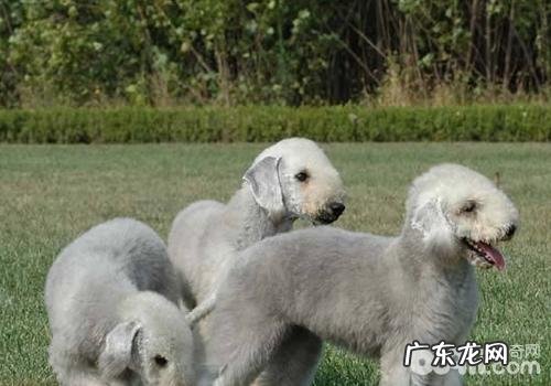 怎么知道小狗是不是缺少钙