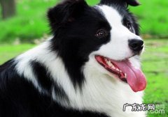 小狗到医院前该提前准备哪些