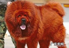 如何给藏獒灌药