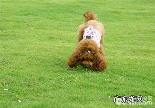 小狗的好奇心心理状态