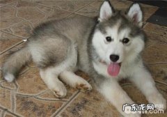 小狗的心理恐惧