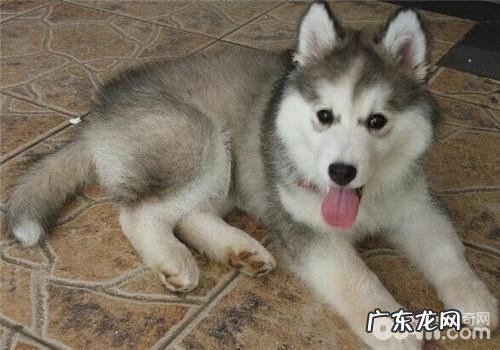 小狗的心理恐惧