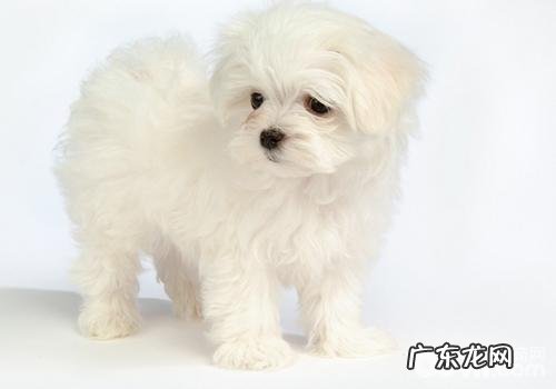 小狗大便的姿势数据信号