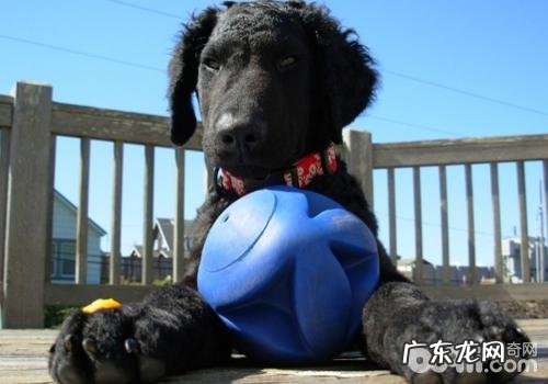 带小狗乘车要注意什么