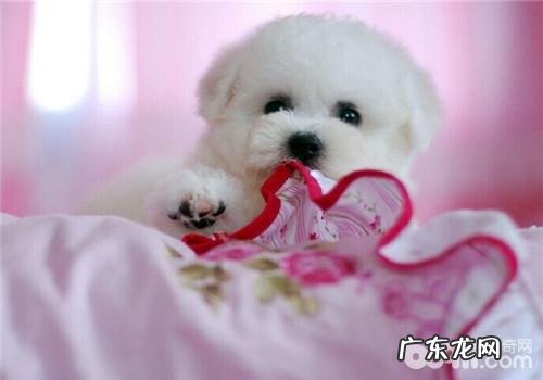 小狗有警惕心吗