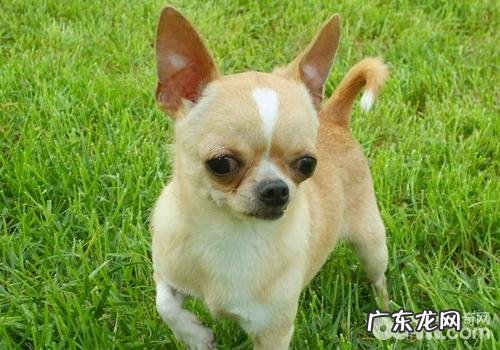 小狗食材及用具的消毒杀菌