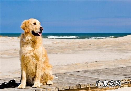 金毛狗狗的孤单心理状态