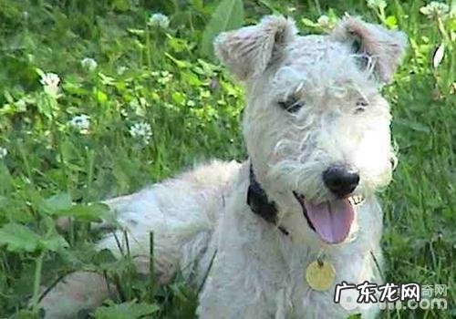 常常撩拨小狗有哪些坏处